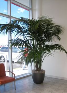 bella palm care instructions