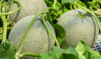 planting instructions for cantaloupe seeds