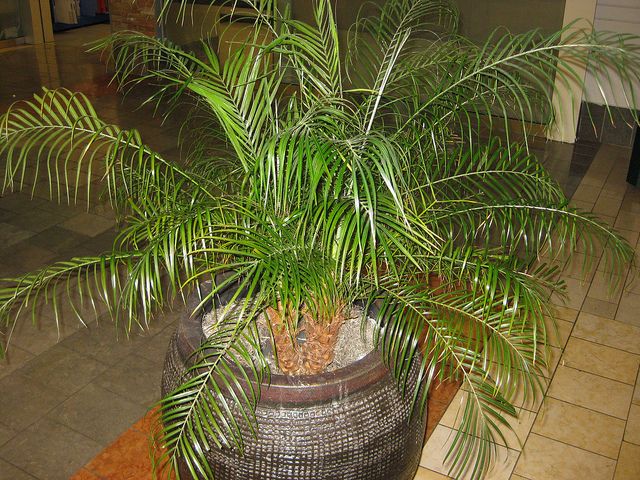 bella palm care instructions