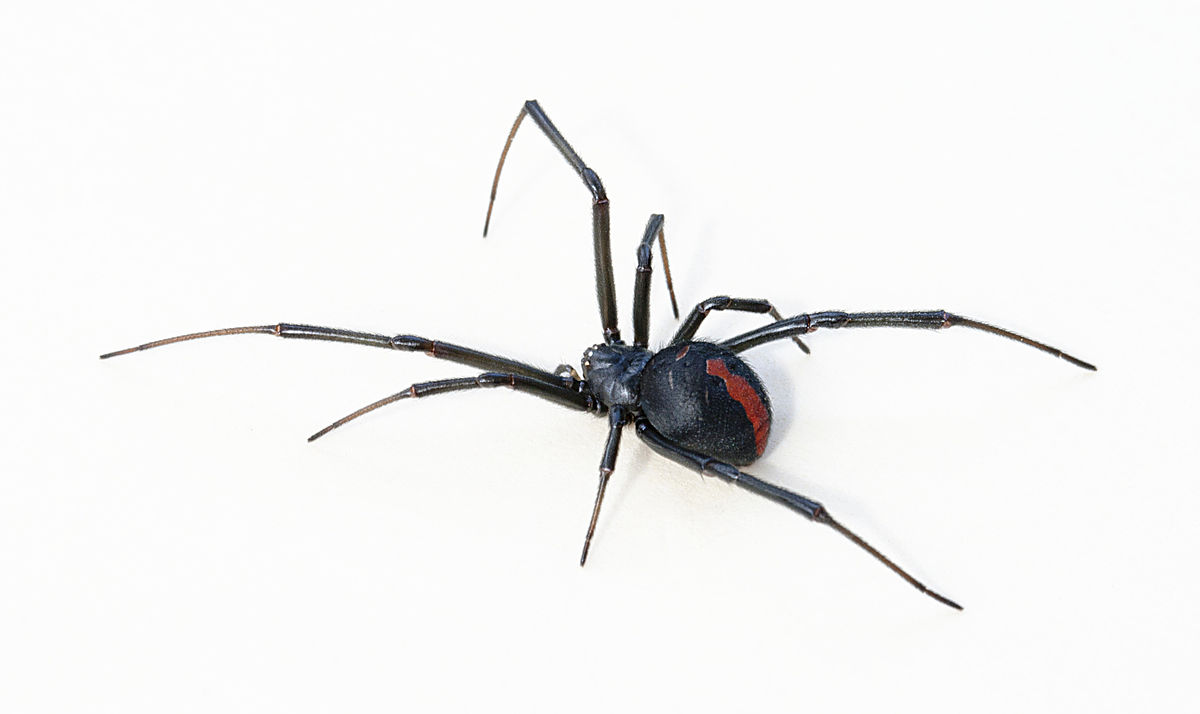 black widow spider speaker potta speaker instructions