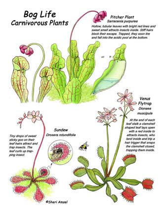bmc plant biology instructions for authors