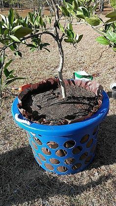 diy self watering styrofoam planters for tomatoes canada instructions