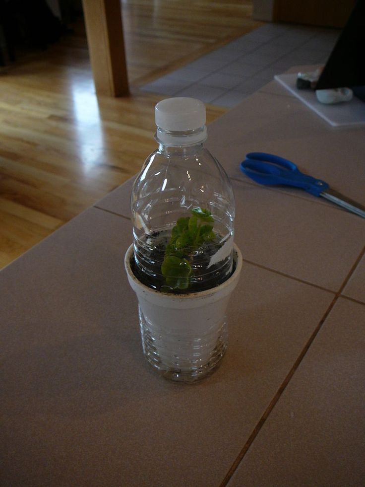 diy self watering styrofoam planters for tomatoes canada instructions
