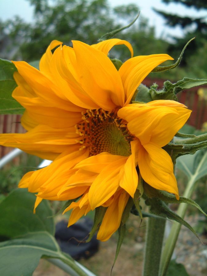 planting sunflower seeds instructions