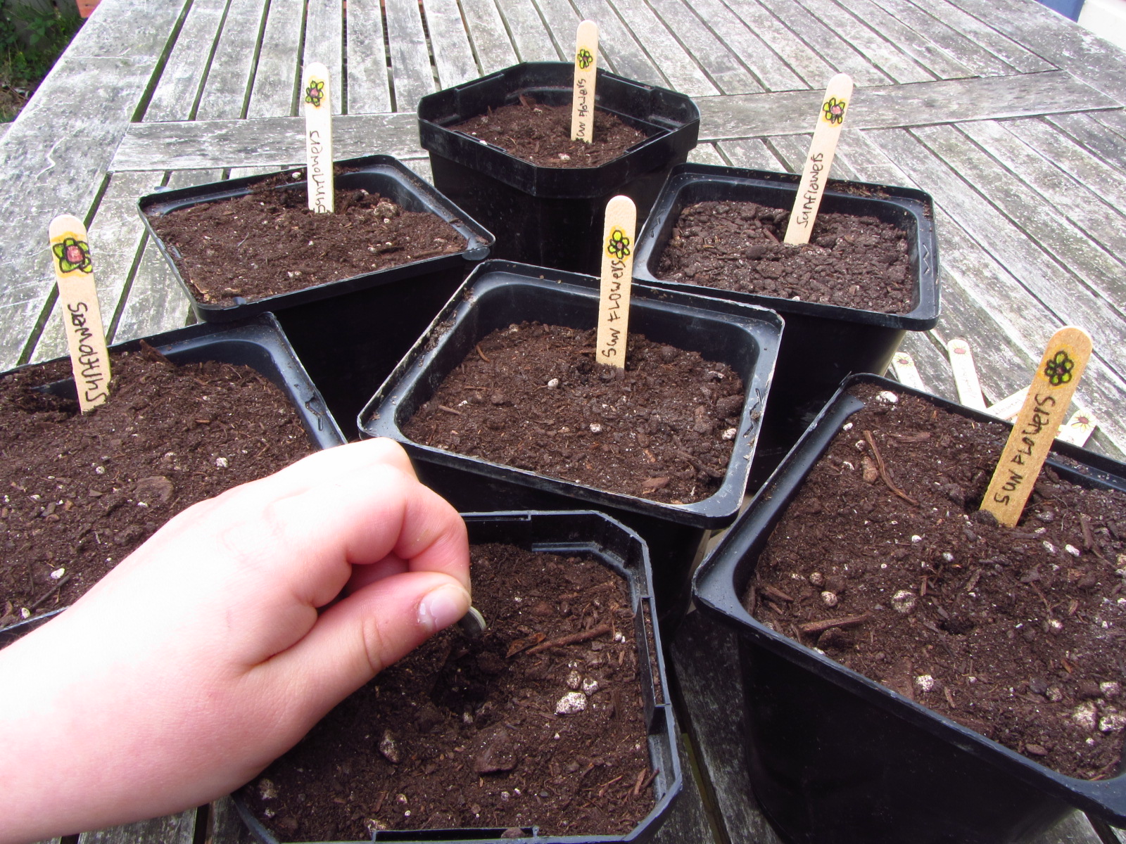 planting sunflower seeds instructions